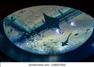 Singapore - Jul 2018: Manta Rays And Marine Lives Swimming Inside The Big-tank Habitat Inside S.E.A. Aquarium, Sentosa Resort World