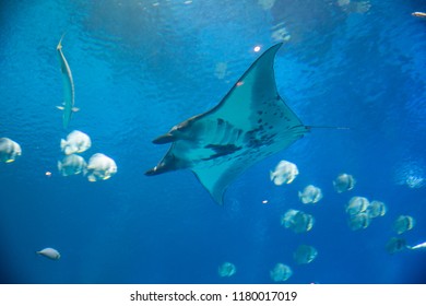 Singapore - Jul 2018: Manta Rays And Marine Lives Swimming Inside The Big-tank Habitat Inside S.E.A. Aquarium, Sentosa Resort World