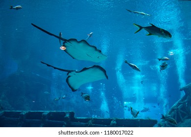 Singapore - Jul 2018: Manta Rays And Marine Lives Swimming Inside The Big-tank Habitat Inside S.E.A. Aquarium, Sentosa Resort World