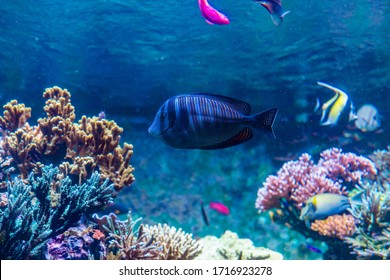 海の生き物 の画像 写真素材 ベクター画像 Shutterstock