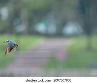 SINGAPORE, SINGAPORE - Nov 21, 2021: A pacific Swallow Bird flying in Punggol Park