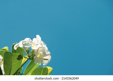 Singapore plumeria. White flower sky background.