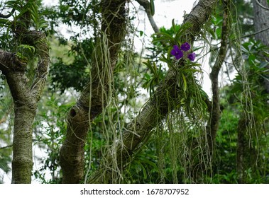 Singapore - September 22, 2019: Purple phalaenopsis orchid flower on a tree branch with creepers in the botanical garden of Singapore near the National Orchid Garden and Tanglin Gate