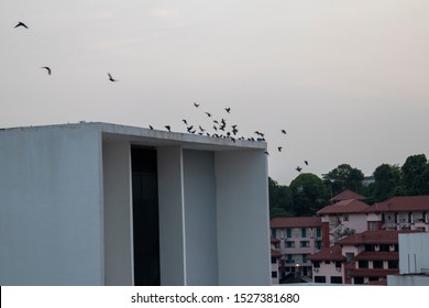 SINGAPORE- Wild birds flying off the roof of a high rise building at dusk - Powered by Shutterstock