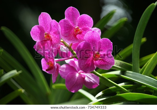 Singapur National Orchid Garden Singapur Orchideen Stockfoto