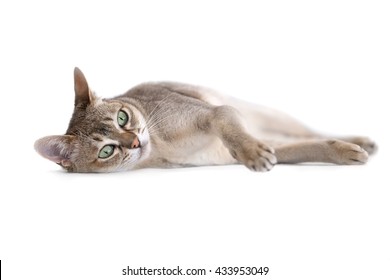 Singapura cat lying down
