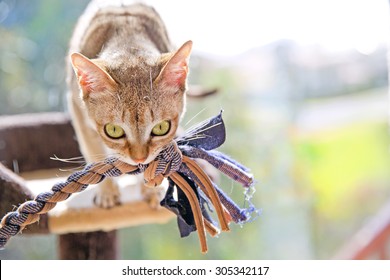 Singapura Cat Playing With A Toy