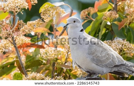 Similar – Image, Stock Photo A dove sits in a flowering cherry tree