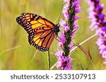 A singe Monarch butterfly rests, feeds and warms itself on the flowers of a purple Blazing Star wildflower in the LBJ National Grasslands near Decatur, Texas 