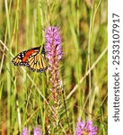 A singe Monarch butterfly rests, feeds and warms itself on the flowers of a purple Blazing Star wildflower in the LBJ National Grasslands near Decatur, Texas 