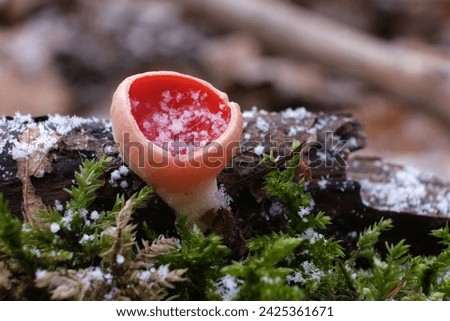 Singe young mushroom Sarcoscypha austriaca or Sarcoscypha coccinea - spring edible mushrooms in forest in little snowy scenery. 