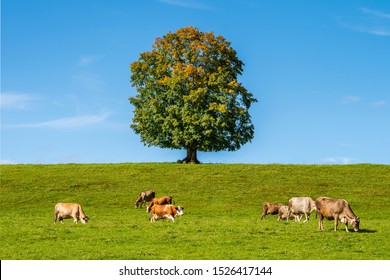 Singel Beautiful Maple Tree In Meadow