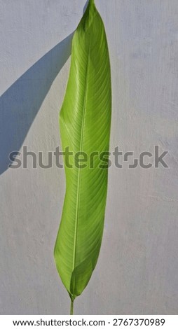 singel greem tropical leaf with shadow on white concrete wall background 