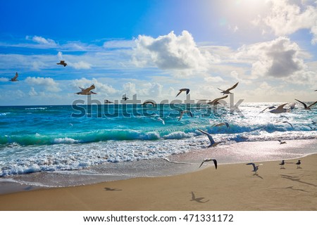Singer Island beach seagulls at Palm Beach Florida in USA