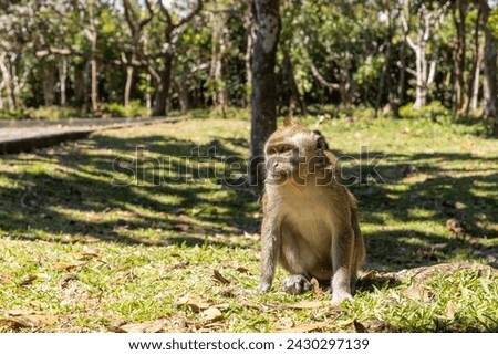 Singes, monkey Parc National des Gorges de Rivière Noire, île Maurice, Mauritius, Black River Gorges Nationalpark