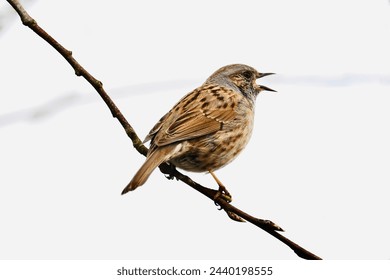 Singin Dunnock in early spring (Prunella modularis) - Powered by Shutterstock