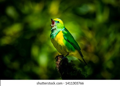 Bird Sound Images Stock Photos Vectors Shutterstock