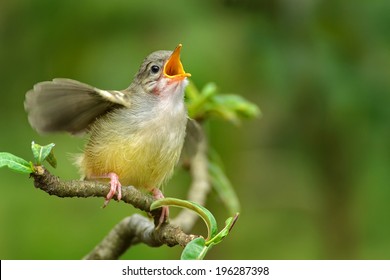 Singing Bird Singing At Tree Branch