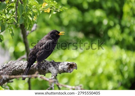 singing blackbird sitting at a cherry tree