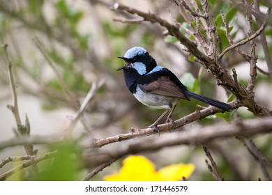 singing Blue headed Fairy wren (malurus cyaneus) 