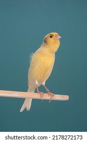 Singing Canary - Competition Roller Canary Singing