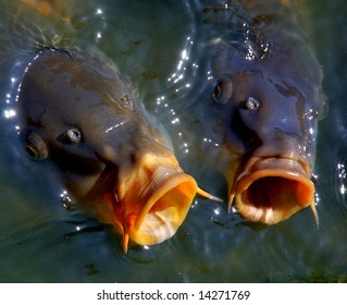 Singing Carp Fish Coming Out Of The Water