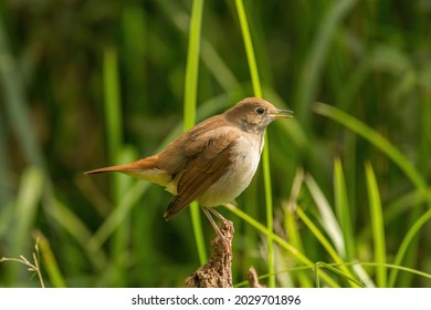 A Singing Common Nightingale In The Woods