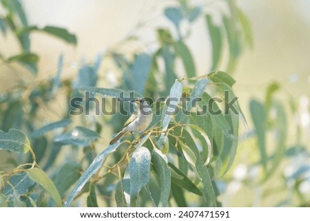 singing honey eater surrounded by eucalypt leaves.