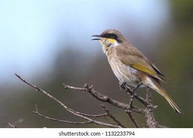 Singing Honeyeater Lichenostomus Virescens