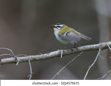 Singing male Firecrest (Regulus ignicapillus) sitting on a branch.
