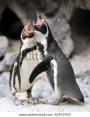 Singing penguins duet