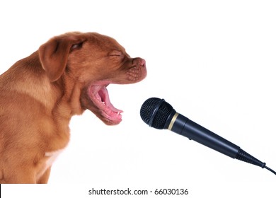 Singing Puppy With Microphone, Isolated - Powered by Shutterstock