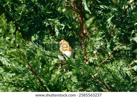 Similar – Image, Stock Photo Singing robin
