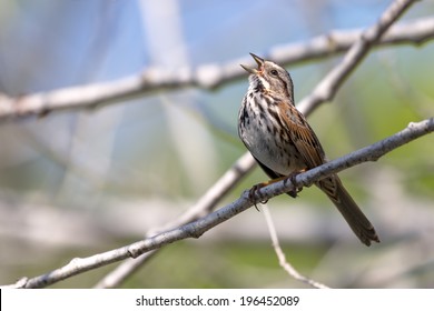 Singing song sparrow perched on a branch. - Powered by Shutterstock