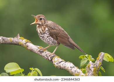 Singing song thrush - Turdus philomelos perched at green background. Photo from Ognyanovo in Dobruja, Bulgaria. - Shutterstock ID 2346844363