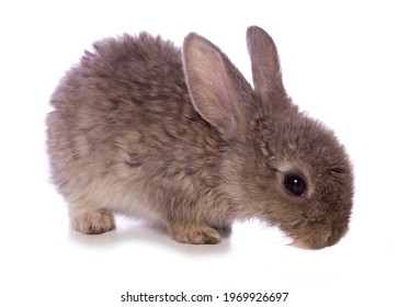 Single 4 Week Old Baby Rabbit Studio Cutout Isolated On A White Background