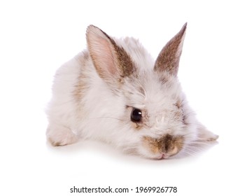 Single 4 Week Old Baby Rabbit Studio Cutout Isolated On A White Background