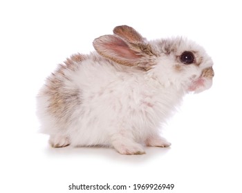 Single 4 Week Old Baby Rabbit Studio Cutout Isolated On A White Background