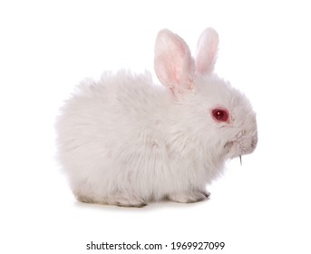 Single 4 Week Old Baby Rabbit Studio Cutout Isolated On A White Background