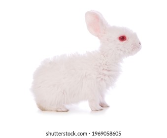 Single 4 Week Old White Baby Rabbit Studio Cutout Isolated On A White Background