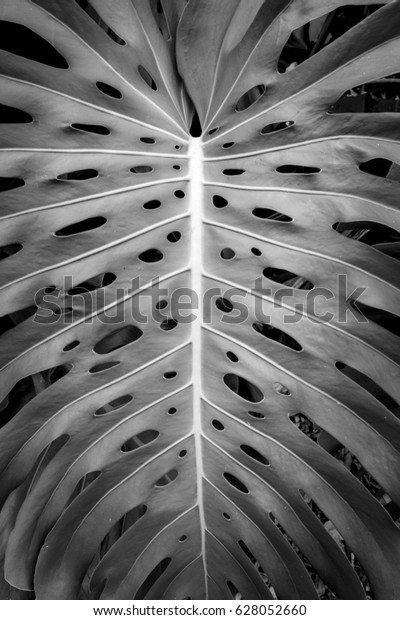 Single, abstract, black\
and white leaf of a swiss cheese plant, Monstera deliciosa,  from\
south Florida.