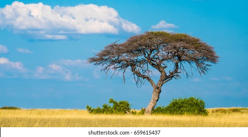 Savanna Grasslands Images Stock Photos Vectors Shutterstock