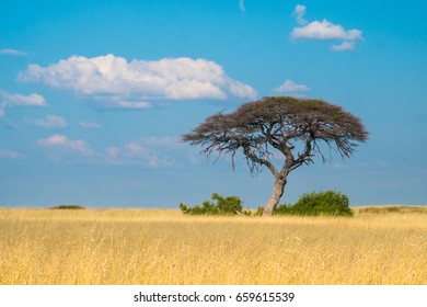 Single Acacia Tree Growing Sueda Waterhole Stock Photo 659615539 ...