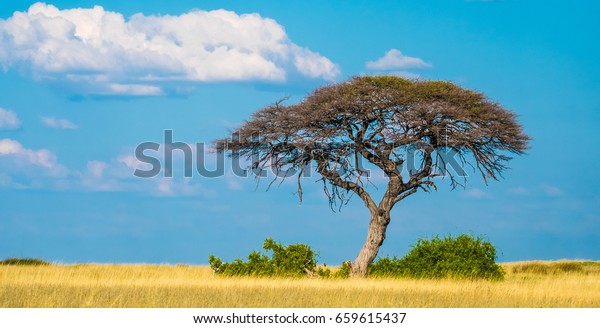 Single Acacia Tree Growing Sueda Waterhole Stock Photo (Edit Now) 659615437