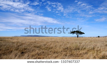 Single acacia tree landscape in the savannah of the Serengeti reserve