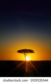 Single Acacia tree on the horizon at sunrise in the Masai Mara, Kenya. Silhouette against colourful sky with sun flare.