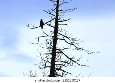 A single adult bird is perched on a dead tree symbolizing global warming the the harm it is causing for nature and wild animals. 