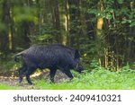 Single adult Wild boar(Sus scrofa) against tree, Bialowieza Forest, Poland, Europe