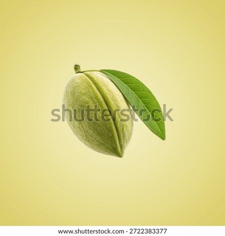 Single almond fruit with leaf