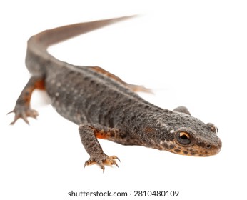 A single alpine newt crawling forward, isolated on white transparent background.